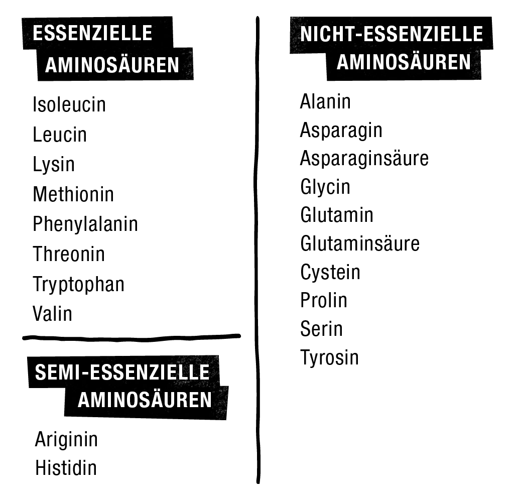 Dieses Bild hat ein leeres Alt-Attribut. Der Dateiname ist 2020-07-31-grafik-aminosauren-website.png